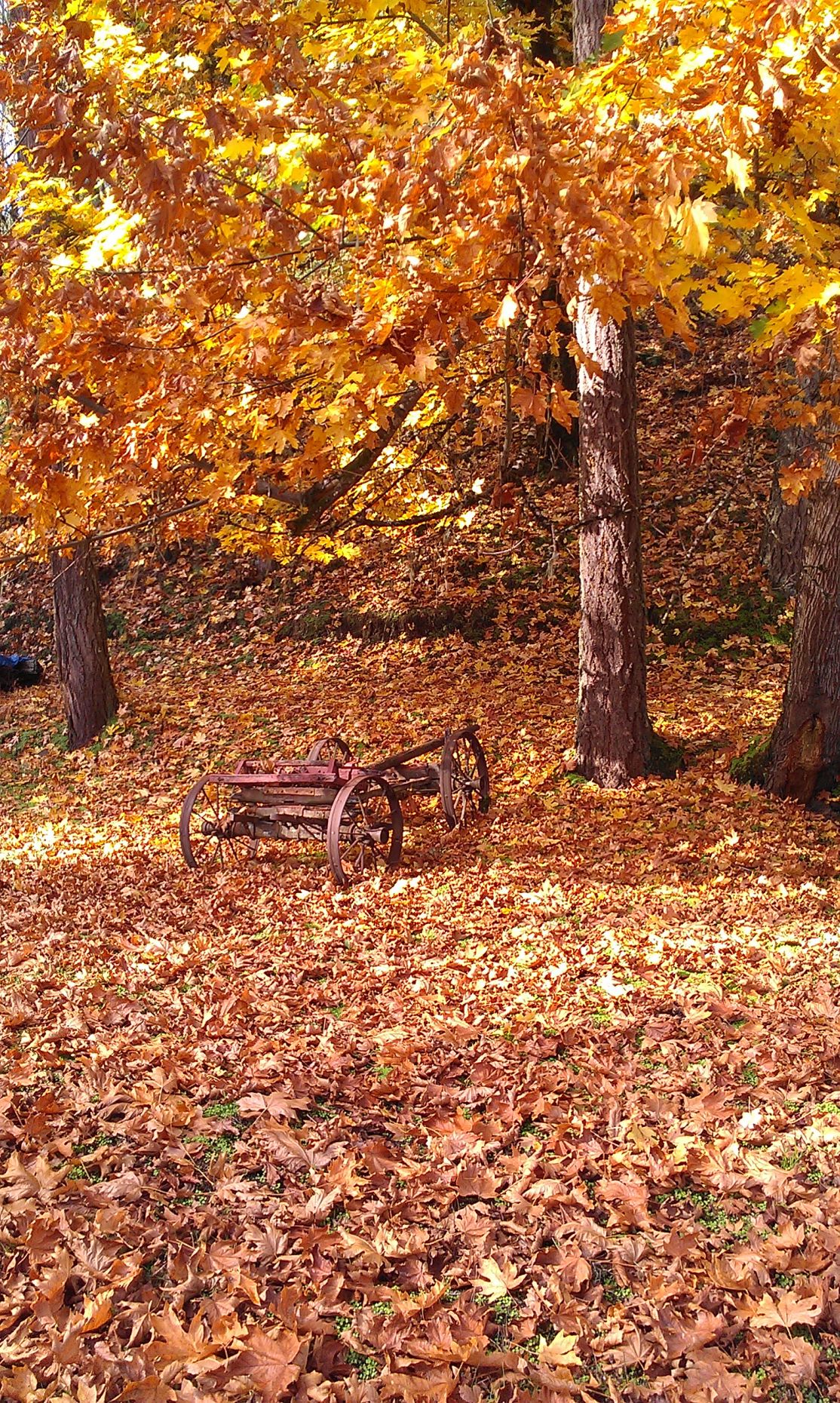 Autumn Leaves